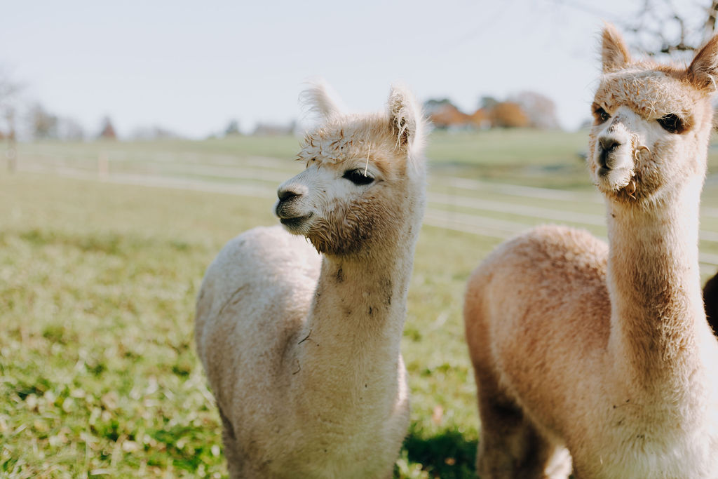 Alpakas kennenlernen