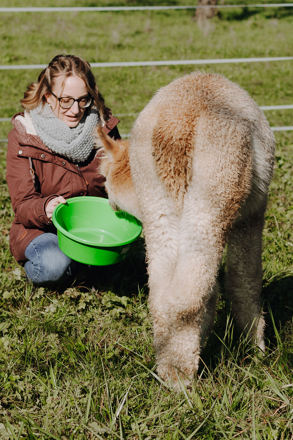 Alpaka, Sir Henry isst aus Napf mit Sarah