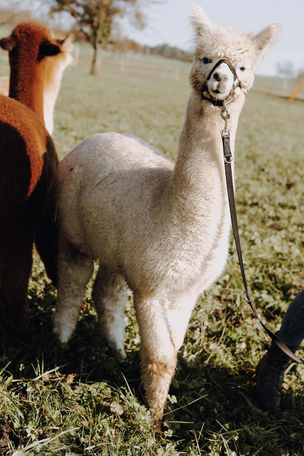 Alpaka, Yuki, hellou