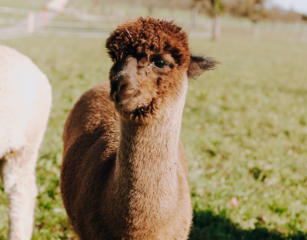 Peanut - der sanfte Entdecker