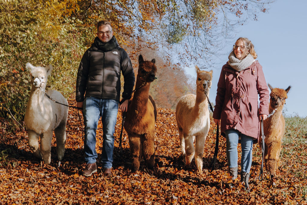Alpakas beim Trekking