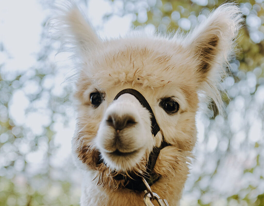 Yuki - der charmante Wirbelwind