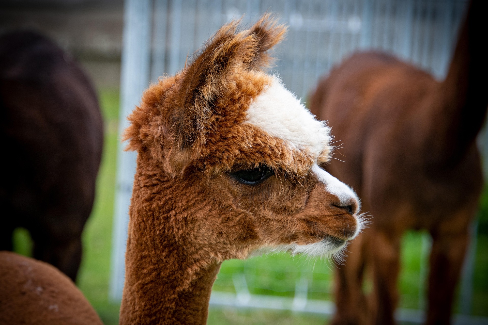 Junges Alpaka schaut neugierig