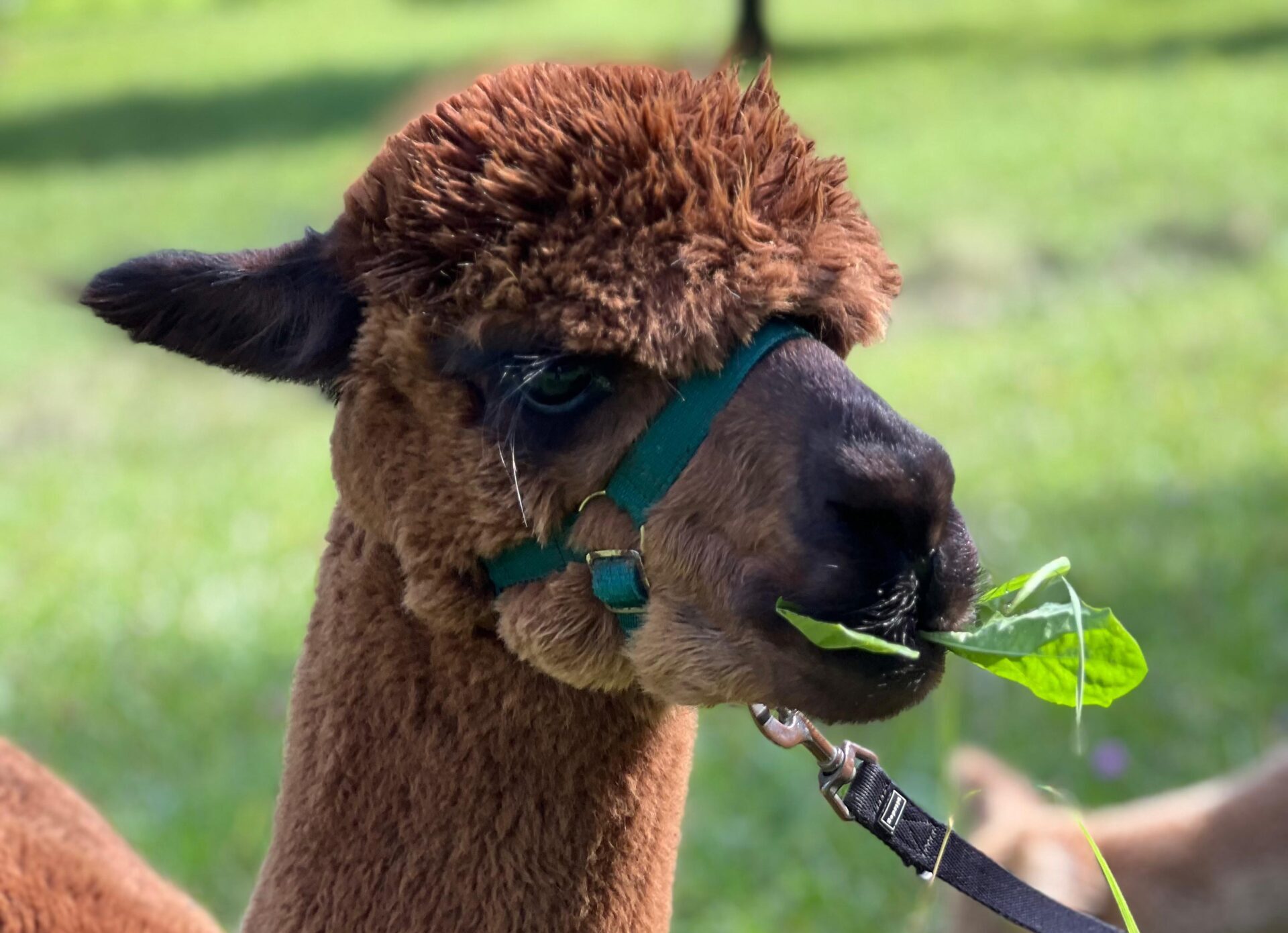 Alpaka, Poser mit Löwenzahl